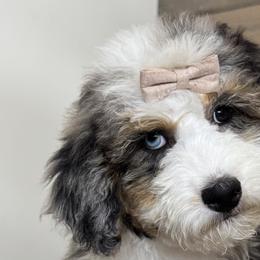 Bernedoodles, Old English Sheepdogs, and Sheepadoodles from Desert Sheepies and Doodles