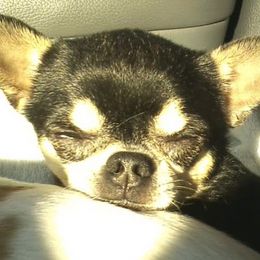 Chihuahuas from LANDSLIDE CHIHUAHUAS