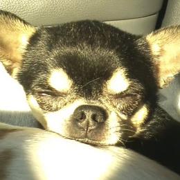 Chihuahuas from LANDSLIDE CHIHUAHUAS