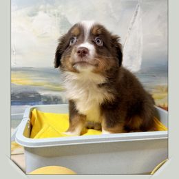 Boy 2 Mini Aussie - Red male Miniature Australian Shepherd puppy in Pensacola, Florida from TNT MINI AUSSIES