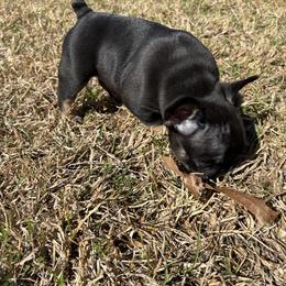 French Bulldog Puppies from Stratton Kennel