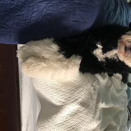 Bernedoodle All Grown Up from Backwoods Bernedoodles