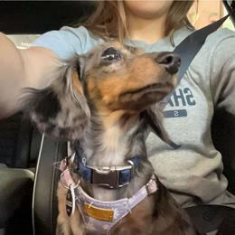 Luna - Dachshund