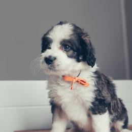 Bernedoodle Puppies from Southern Oak Breeders LLC
