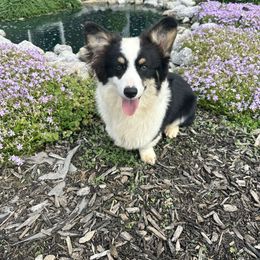 American Corgi and Pembroke Welsh Corgi Puppies from Beebe’s Corgis