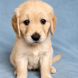 Pilate - Light golden male Golden Retriever puppy in Underwood, Iowa from Picklebee Acres
