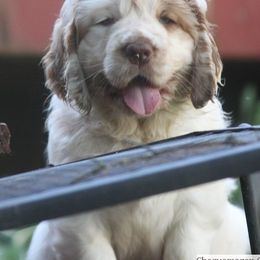 Clumber Spaniel and Irish Red and White Setter Puppies from NyaStar & Chequamegon