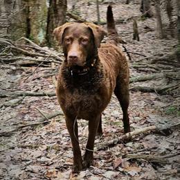 Rayne - Chesapeake Bay Retriever