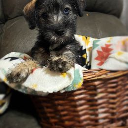 Poppi - Black female Schnoodle puppy in Calhoun, Georgia from Bri & Dar’s Beloved Doodles