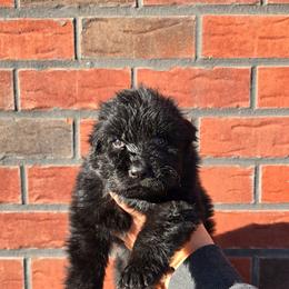 Red Boy - Black male German Shepherd puppy in Ocala, Florida from Guardian Shepherds
