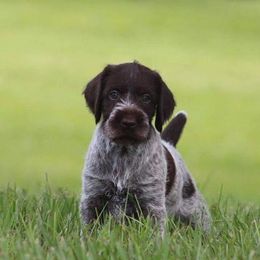 German Wirehaired Pointer Puppies from Afterhours German Wirehaired Pointers
