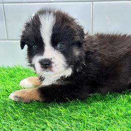 Blue Boy - Black tri male Miniature Australian Shepherd puppy in Newberry, Florida from Southern with Grace Mini Aussies