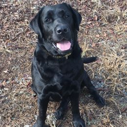 Labrador Retrievers from Iron Lion Labradors