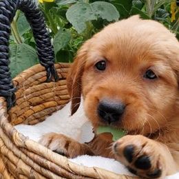 WHITE - Dark golden Golden Retriever puppy in Woodland Hills, California from Rowan Red Retrievers