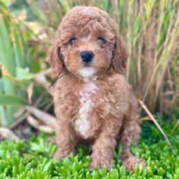 Lincoln - Red  male Poodle puppy in Herriman, Utah from Shaggy Mountain Pups LLC