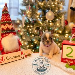 Skye - Blue female French Bulldog puppy in Strunk, Kentucky from Waters Edge French Bulldogs LLC