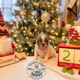 Skye - Blue female French Bulldog puppy in Strunk, Kentucky from Waters Edge French Bulldogs LLC