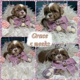 Grace - Lilac female Shih Tzu puppy in Coolidge, Arizona from Shih Tzu’s  ‘N’ Love