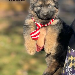 Carl - German Shepherd puppy from ShadyOak Long Coat German Shepherds