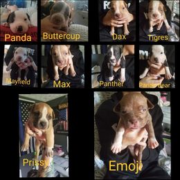 American Bullies from Mikinka Bullies