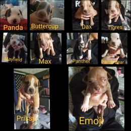 American Bullies from Mikinka Bullies