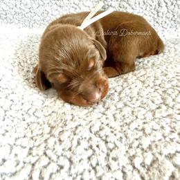 Gray collar male - Red and rust male Doberman Pinscher puppy in North Judson, Indiana from Stalaris Dobermans