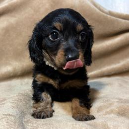 AKC Girl 2 - Black and tan female Dachshund puppy in Yuma, Arizona from M's puppy love