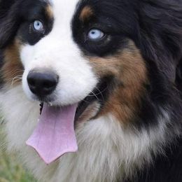 Australian Shepherds from Aisling Australian shepherds