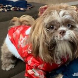 Shih Tzu All Grown Up from Angela's Shih Tzus