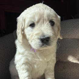 Golden Retriever Puppies from Vollbach Farm