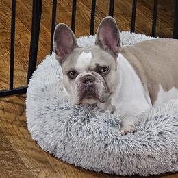 French Bulldog Puppies from Simply Kind Frenchies