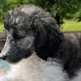 Poodles from Telyn's Poodles Where We Have Standards