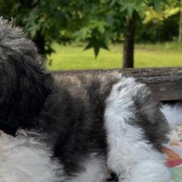 Poodles from Telyn's Poodles Where We Have Standards