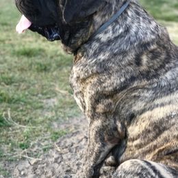 Stormy - Mastiff