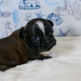 Remy - Black and tan male Shih Tzu puppy in Montrose, Colorado from Nana's Happy Pups