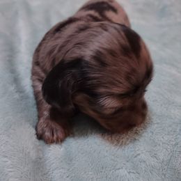 Dachshund Puppies from Marnette's Dachshunds