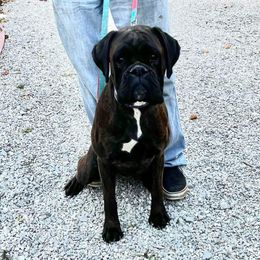 Onyx - Boxer