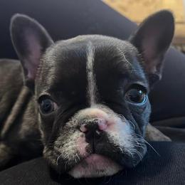 French Bulldogs and Shih Tzus from Frannie and Annie Shih Tzu Babies
