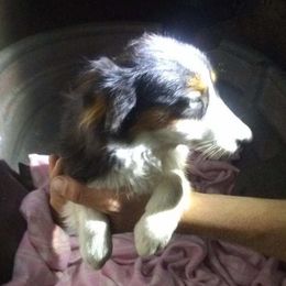 Daisy - Toy Australian Shepherd
