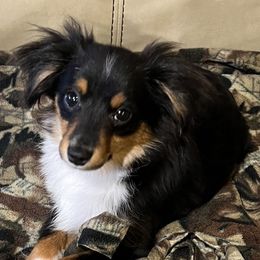 Dutton - Toy Australian Shepherd