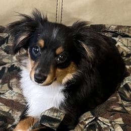 Dutton - Toy Australian Shepherd