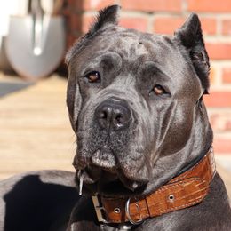 Cane Corso from Solterra Cane Corso