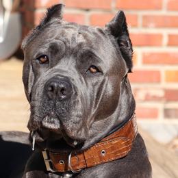 Cane Corso from Solterra Cane Corso