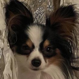 Zeke - Papillon