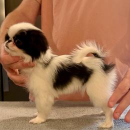 Girl 2 - Black and white female Japanese Chin puppy in Little Rock, Arkansas from Montra Japanese Chin & Cavalier King Charles Spaniels
