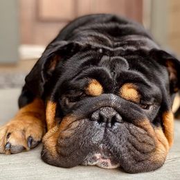 Bulldogs from Bully Proof English Bulldogs