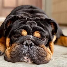 Bulldogs from Bully Proof English Bulldogs