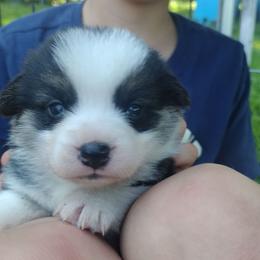 Triple Clear, OFA parents - Black and tan male Pembroke Welsh Corgi puppy in Harpursville, New York from Rex Farm Corgis