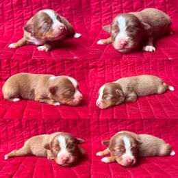 Red tri female - Red tri female Toy Australian Shepherd puppy in Brooker, Florida from Honey, I Shrunk the Aussies