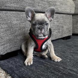 French Bulldog Puppies from Foster Lake Frenchies